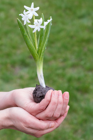 Hyacinth flower growing on soil. Young woman palms holding green sprout in blurred green backgroundの写真素材