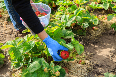 Female farmer are picking red ripe strawberries in plastic bowl in the garden. Selective focus on hand with berryの写真素材