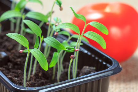 Young seedlings of tomatoes germinated from seeds with ripe red tomato on the background. Low sprouts of tomatoes in plastic pots. Shallow depth of fieldの写真素材