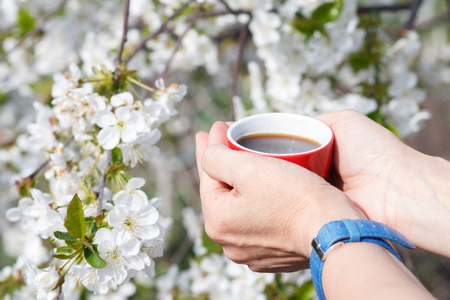 Female hands with wrist watch hold a porcelain cup of coffee with flowering cherry tree on the background. Selective focus on cupの写真素材