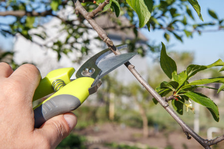Male farmer look after the garden. Spring pruning of fruit tree. Man with pruner shears the tips of...