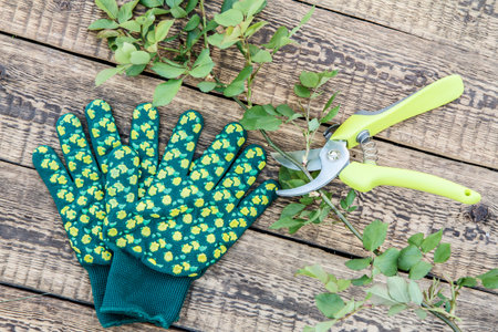 Garden gloves, pruner and cut branch of rose on wooden board. Garden tools and equipment