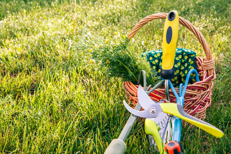 Two hand garden trowels, pruner, gloves and bouquet of field chamomiles in wicker basket with green grass around. Garden toolsの写真素材