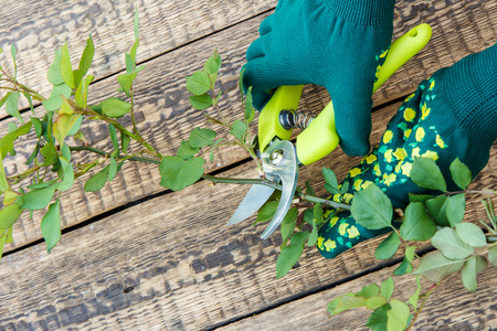 Hands dressed in green gloves holds pruner and shears the branch of rose bush on wooden background. Garden tools.の写真素材