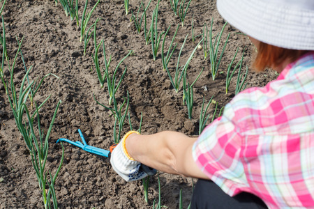 Female gardener in checkered shirt and a hat is loosening soil around green onions using small hand garden rake. Selective focus on the rakeの写真素材