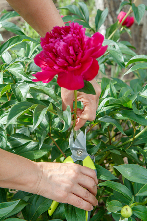 Female gardener looks after the garden. Woman with pruner shears red peony flowerの写真素材