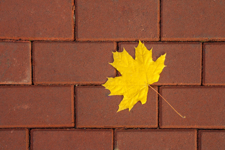 Yellow maple leaf on the paving slab in the city on autumn day. Backgroundの写真素材
