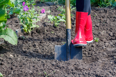 Gardener in rubber boots is digging soil on a bed. Female farmer digs in a garden using a big shovelの写真素材