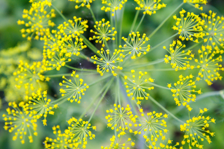 Flowers of dill in the garden with blurred same flowers in the background. Top view. Shallow depth of field. Natural background.の写真素材