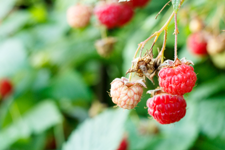 Close up of ripe and unripe raspberries on bush in the garden. Shallow depth of field, selective focus on red raspberryの写真素材