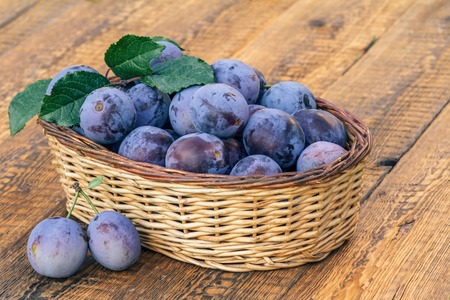 Just picked ripe plums in wicker baskets on old wooden boards. Just harvested fruitsの写真素材