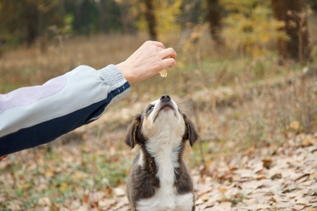 Woman gives homeless dog food. Woman hand feeding the dog in the park.の写真素材
