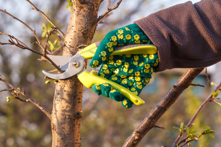 Female farmer look after the garden. Spring pruning of plum tree. Woman with pruner shears the tips of plum tree.の写真素材