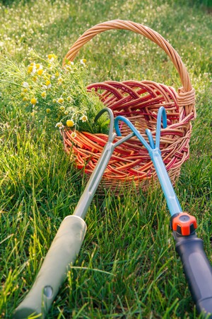 Two hand garden rakes and bouquet of field chamomiles in wicker basket with green grass around. Garden tools.の写真素材