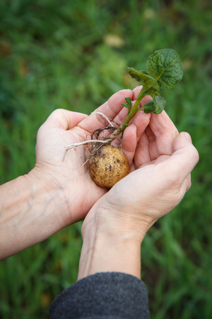 Sprouted potato tuber with green leaves in women's hands. Potato seed in natural blurred background. Green background with shallow depth of field.の写真素材