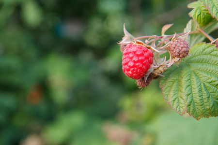 Close-up view of the ripe and unripe raspberries in the fruit garden with blurred natural background. Shallow depth of field.の写真素材