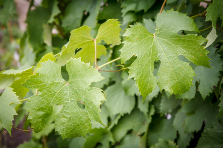 Grape leaves on the bush in sunny summer day.の写真素材