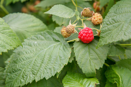 Close-up view of the ripe and unripe raspberries in the fruit garden with green leaves on the...
