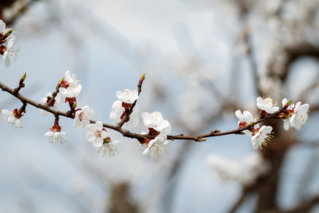 Branch of apricot tree in the period of spring flowering on blurredの写真素材