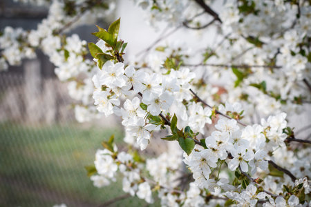Close-up branch of cherry tree in the period of spring flowering on blurred natural