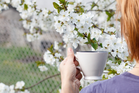 Woman holds a white porcelain cup with flowering cherry treeの写真素材