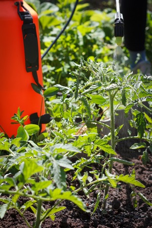 Spraying of tomato bushes. Protecting tomato plants from fungal diseases or vermin with pressure sprayer in the garden.の写真素材