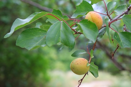 Close-up view of apricots on a tree in the countryside with a dirt road on the blurredの写真素材