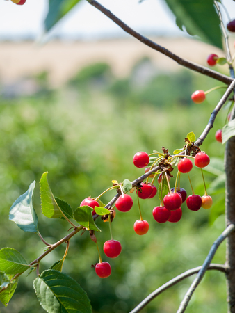 Red cherries on a branch of the tree in the garden in sunny summer day with green naturalの写真素材