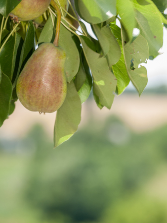 Close-up view of pear on the tree in summer day with blurredの写真素材