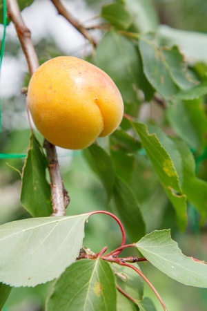 Ripe apricot on branch of the tree in the garden in summer day with natural blurredの写真素材