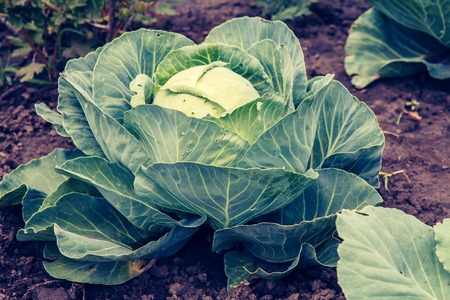 Ripe green cabbage head on the garden bed. Ingredients for vegetarian food.の写真素材