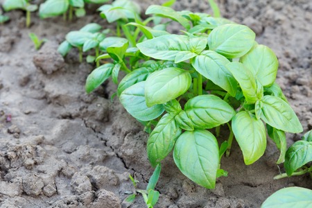 Close up plants of basil on the garden bed with shallow depth of field.の写真素材