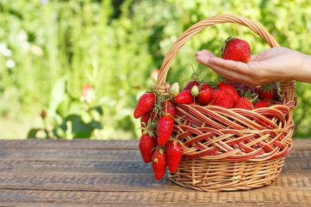Full basket with just picked fresh red ripe strawberries and female hand holding a berry with green naturalの写真素材