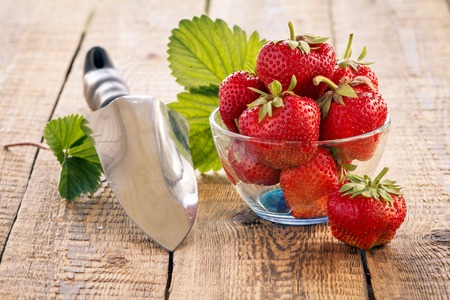 Red ripe strawberries in glass bowl and garden shovel on old wooden boards in daylight.の写真素材