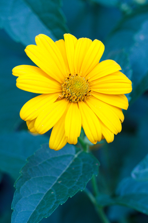 Beautiful yellow summer flower outdoors with blurred green leaves in the background. Top view. Shallow depth of fieldの写真素材
