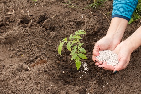 Farmer is giving chemical fertilizer to young tomato plant growing in the garden.の写真素材