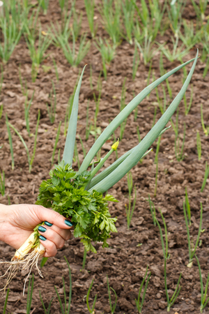 Female gardener is holding fresh green onion and parsley with the garden bed on a background. Spring harvesting of vegetables in the garden.の写真素材
