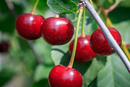 Red ripe cherries on a tree in front of green leaves with a blurred background on a summer day.の写真素材