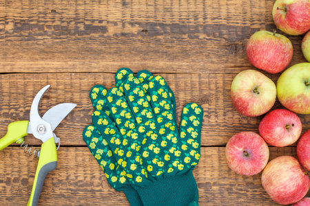 Red apples in wicker basket and on old wooden boards with pruner and garden gloves.
