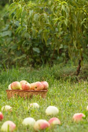 Wicker basket and red apples on green grass in the orchard.の写真素材
