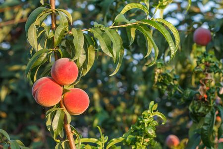 Ripe peaches hanging on the tree in the orchard. Healthy and natural food.の写真素材