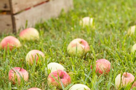 Red apples on green grass in the orchard with an old wooden box on the ground. Fallen ripe apples in the summer garden. Shallow depth of field.の写真素材