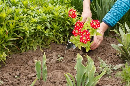 Gardener is planting red verbena in the ground in a garden bed using trowel.の写真素材