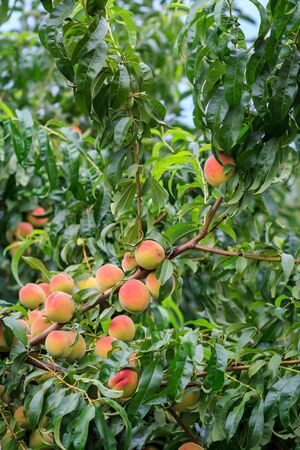 Mellow peaches hanging on the tree in the orchard. Healthy and natural food.の写真素材