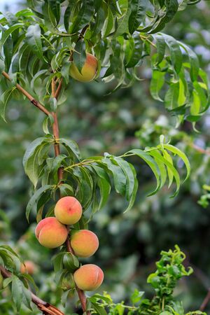 Mellow peaches hanging on the tree in the orchard. Healthy and natural food. Shallow depth of field.の写真素材