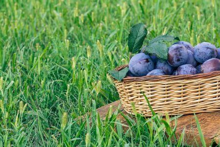 Just picked ripe plums in the wicker baskets on old wooden boards in green grass. Just harvested fruits.の写真素材