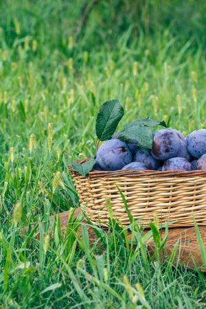 Just picked plums in the wicker baskets on old wooden boards in green grass. Just harvested fruits.の写真素材
