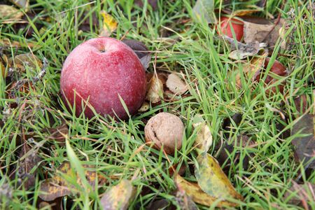 Red ripe apple and walnut lay on the ground in grass and dry autumn leaves. Top view.の写真素材