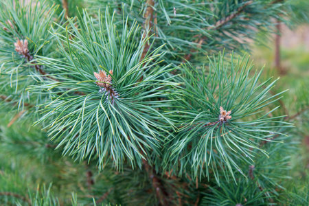 Close-up branches of pine tree with blurred natural background.