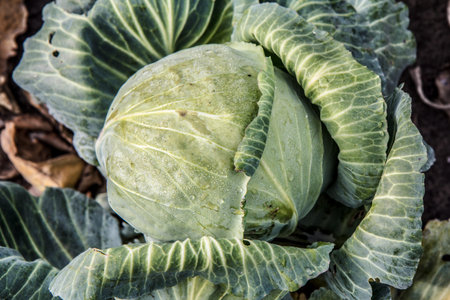 Raw fresh organic headed cabbage with big leaves growing in the garden. Natural and safety food. Top...